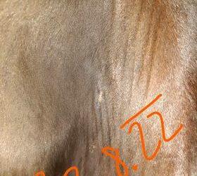 Použití IR – Sarkoidy u koní – po předešlé neúspěšné léčbě (reference od chovatele)