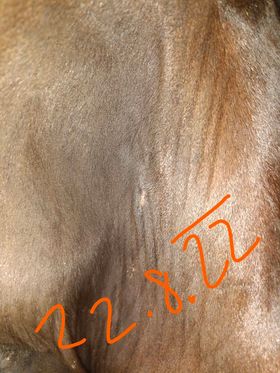A5 Revajova Kun Sarkoid 2022 8 22 - Pro zdravého koně